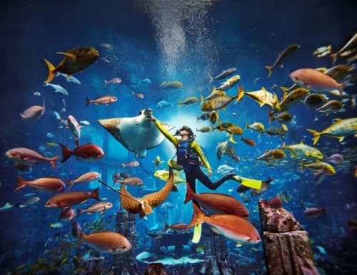 Dive in the Lost Chambers Aquarium - clicktoguide