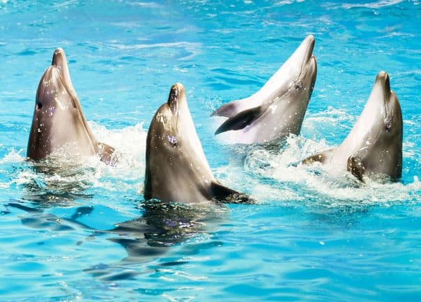 Dolphin and Seal Show - clicktoguide