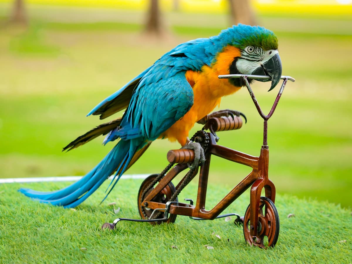 Exotic Bird Show - clicktoguide