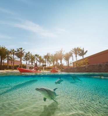 Dolphin Kayak - clicktoguide