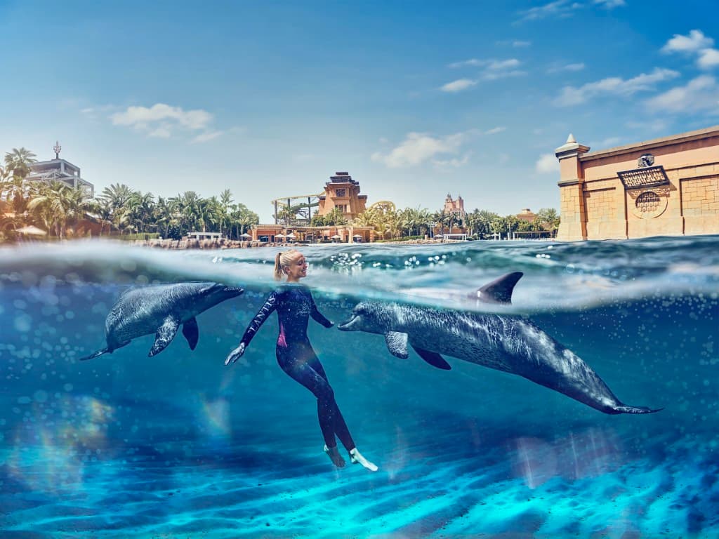 Swim with Dolphin - clicktoguide