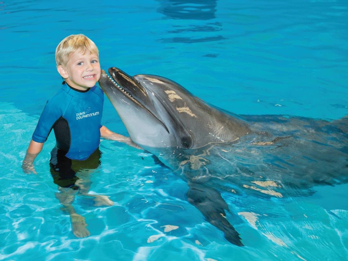 Guests interacting with dolphins in shallow water during a dolphin interaction experience.