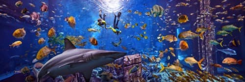 Two people and a shark swims among various fish in the Dive Experience aquarium, showcasing marine life in a vibrant underwater setting.