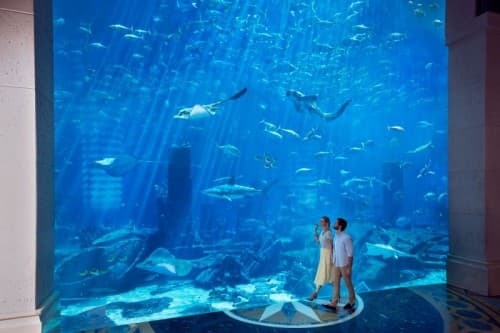 Two people stand in front of the Ultimate Snorkel Couple Aquarium, admiring the vibrant marine life inside.
