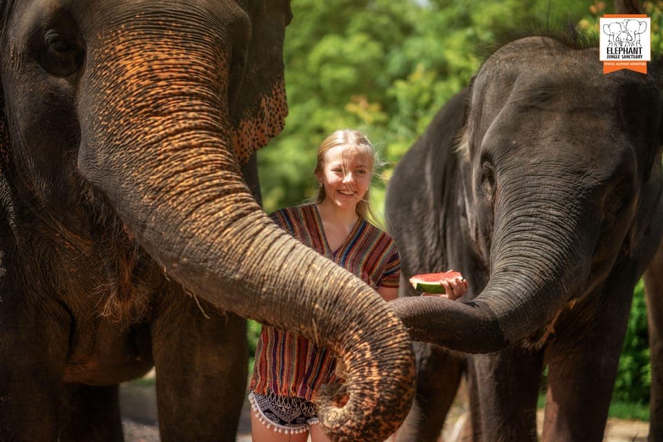 Elephant Jungle Sanctuary Visit with Meal