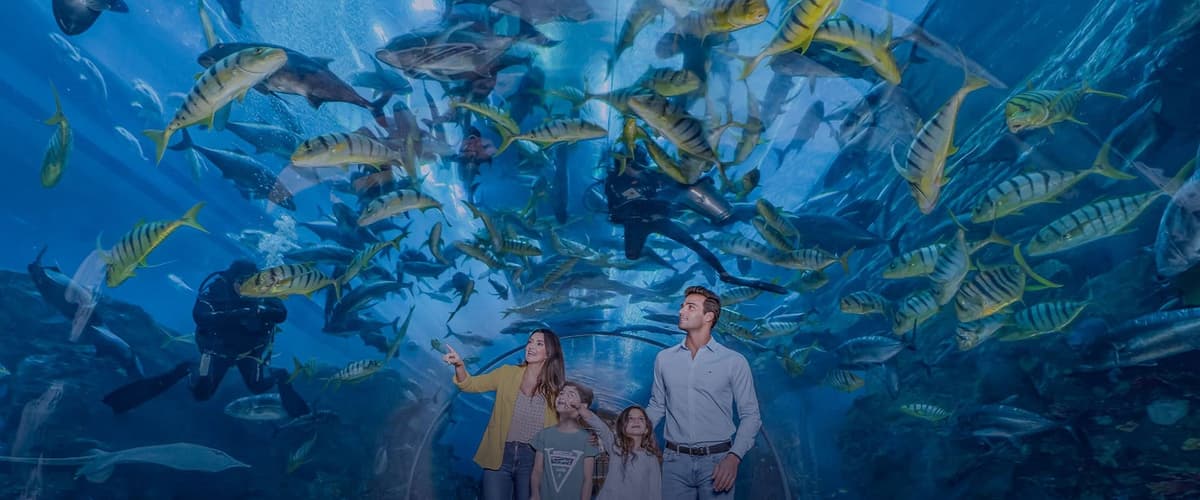 Experience Dubai Mall Aquarium With Combo Options