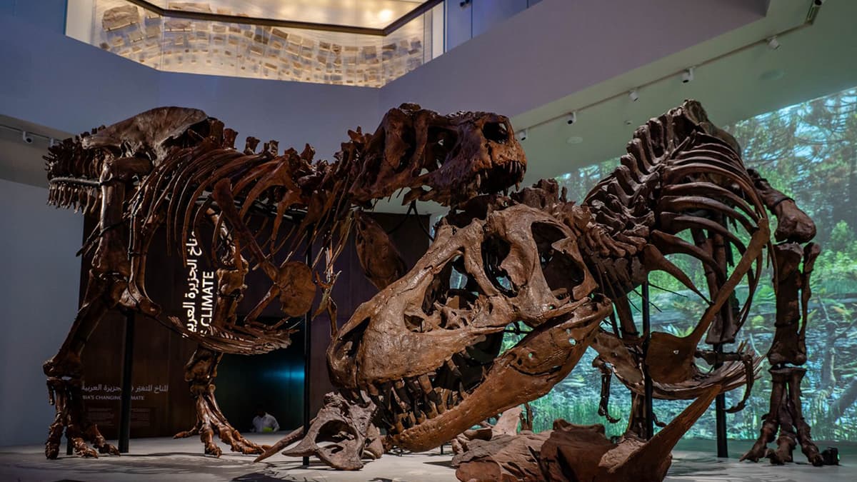 A dinosaur skeleton is prominently displayed in Natural History Museum Abu Dhabi, showcasing its bones and structure to visitors.