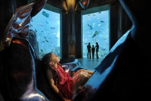 A child sit in a chair, gazing at colorful fish swimming in an aquarium at Atlantis Aquaventure.