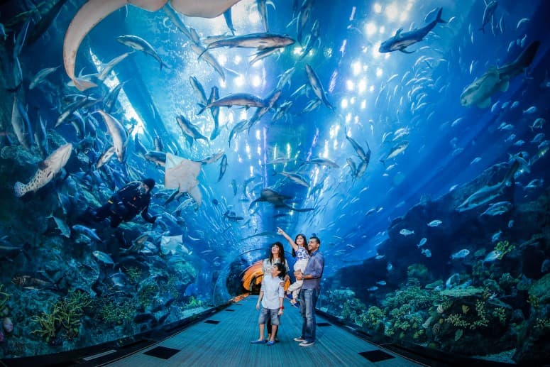 Dubai Mall Aquarium Underwater Zoo - clicktoguide