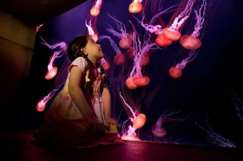 A young girl gazes at jellyfish in the Fish Tales Tour aquarium, captivated by their graceful movements.