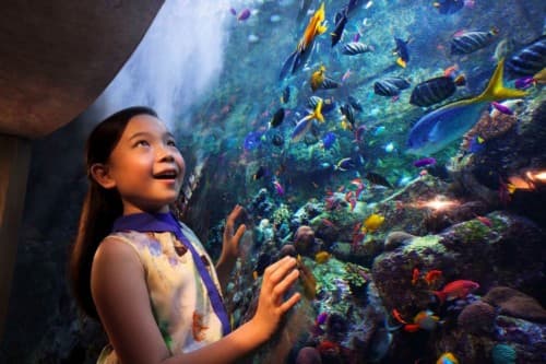 A young girl gazes at colorful fish swimming in an aquarium during the Fish Tales Tour at the Kids Aquarium.