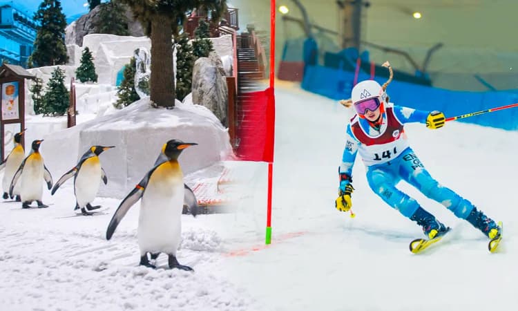Penguins walking on the snow during the penguin encounter experience at Ski Dubai.