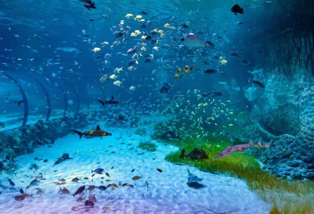 Underwater tunnel at The National Aquarium Abu Dhabi with fish and marine life swimming overhead.