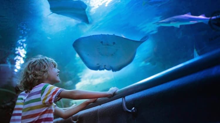 Aquarium & Wax Museum