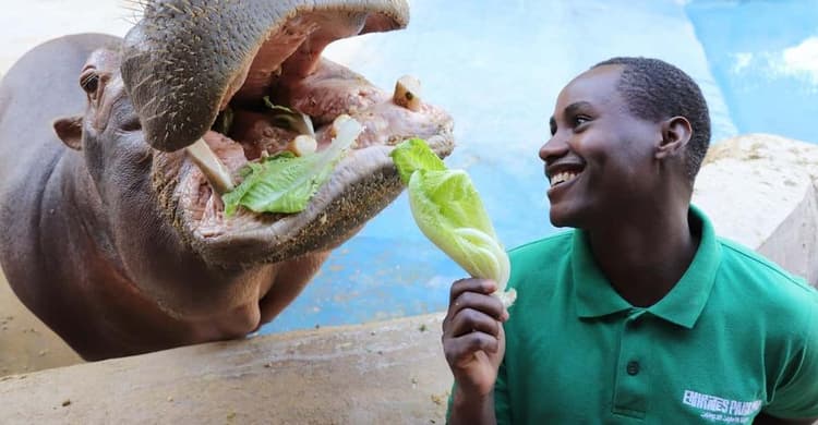 Emirates Zoo Park staff feeding food to animals while visitors watch the experience.