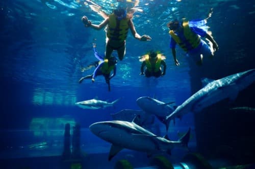 Shark Snorkel - clicktoguide