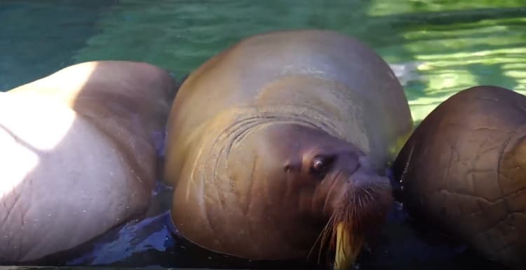 Sea Lions resting on a rock at SeaWorld Abu Dhabi Zoo, in the water nearby.