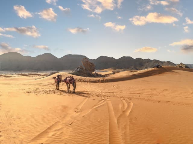 Camel standing on golden sand dunes during Mleiha desert adventure