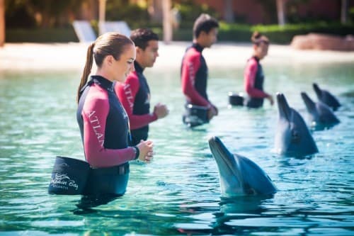 Dolphins swimming in water with people in wetsuits during the Dolphin Meet and Greet at Atlantis Dubai.