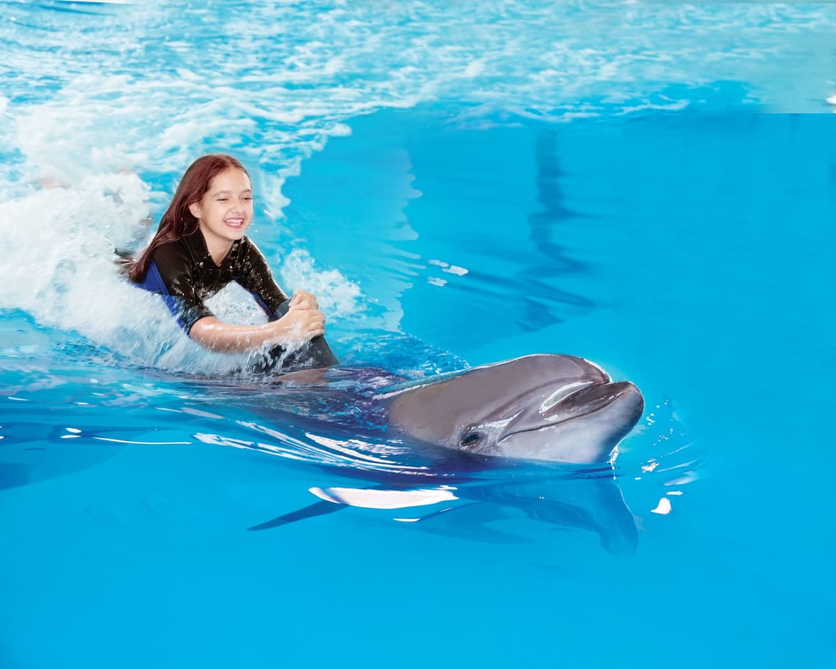 Guest interacting with a dolphin in deep water during a dolphin interaction experience.