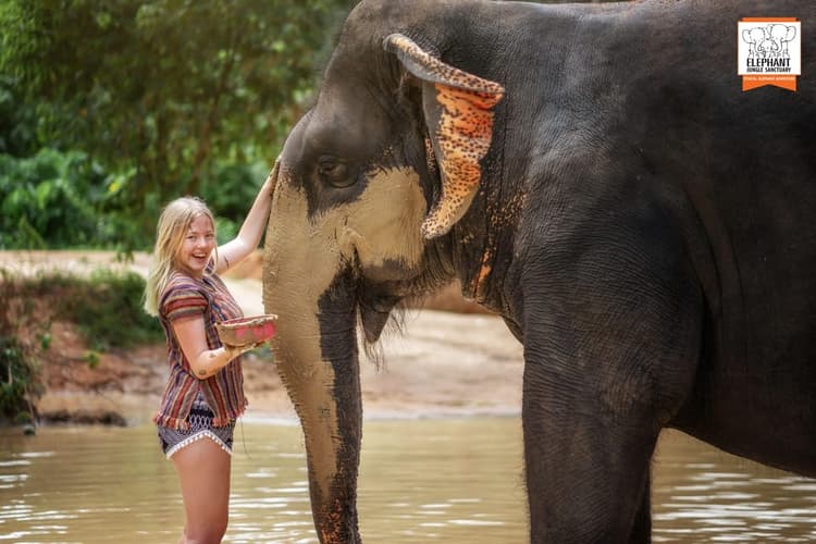 Elephant Jungle Sanctuary Visit with Meal