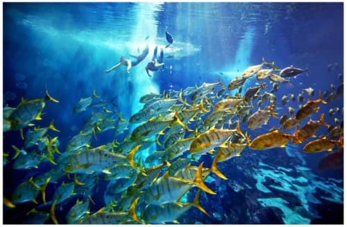 A large group of fish swimming together in the ocean, showcasing a vibrant underwater ecosystem during a diving experience.