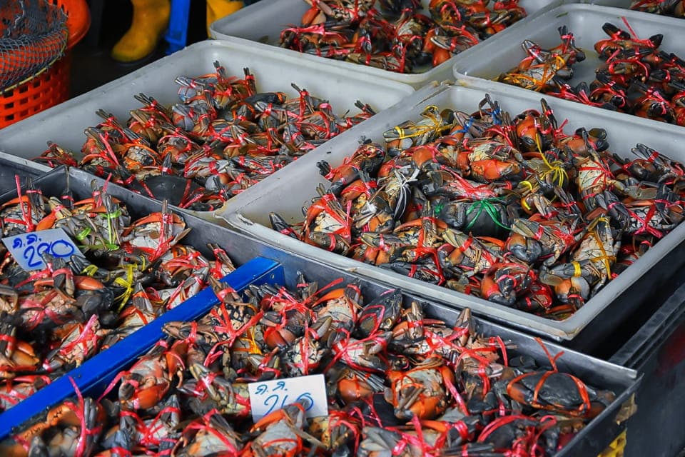 Damnoen Saduak Market and Maeklong Railway Market Tour
