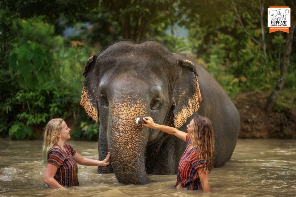 Elephant Jungle Sanctuary Visit with Meal