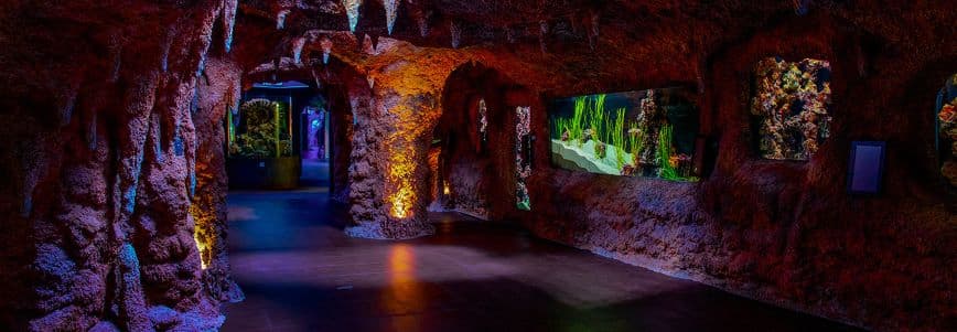 Atlantic Cave exhibit at The National Aquarium Abu Dhabi featuring marine life in a cave-style underwater habitat