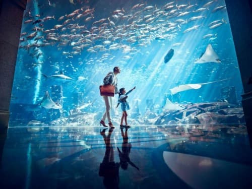 A woman and child observe colorful fish swimming in the Ultimate Snorkel Family Aquarium.