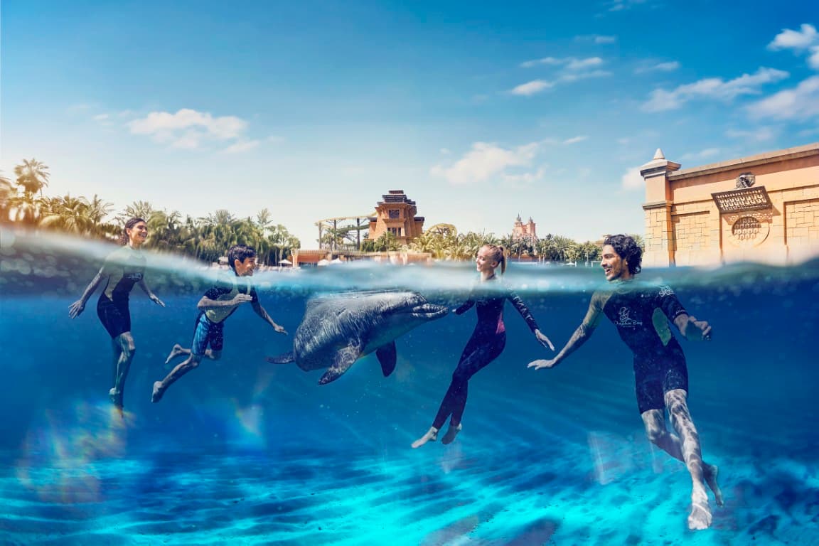 Dolphins leaping and performing in a show at Universal Studios Hollywood's Aquaventure Waterpark, entertaining the audience.