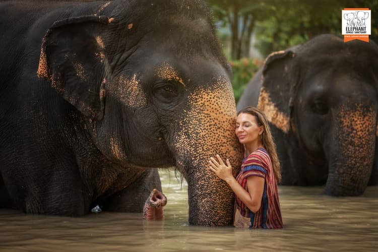 Elephant Jungle Sanctuary Visit with Meal