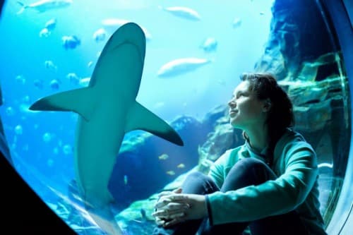 A woman sits in front of a shark tank at Atlantis Aquaventure, capturing a memorable moment with the sharks.